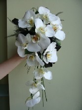 Phalenopsis Orchid Shower